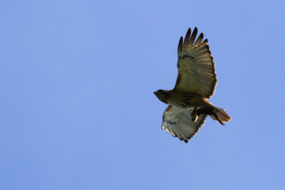 Buse  queue rousse / Buteo jamaicensis / Red-tailed Hawk