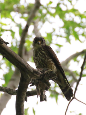 Faucon merillon / Falco columbarius / Merlin