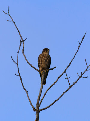 Faucon merillon / Falco columbarius / Merlin