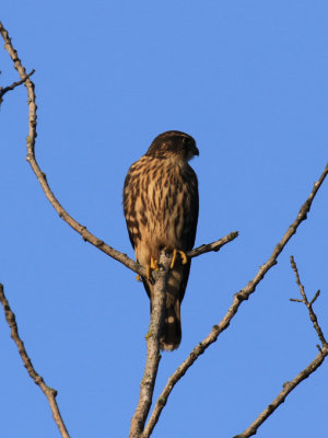 Faucon merillon / Falco columbarius / Merlin