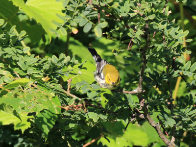 Paruline  gorge noire / Setophaga virens / Black-throated Green Warbler
