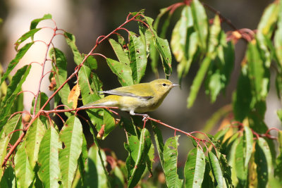 Paruline obscure /  Leiothlypis peregrina - Tennessee Warbler