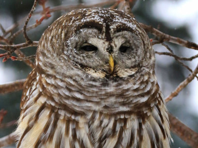 Chouette raye / Strix varia - Barred Owl