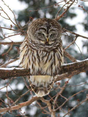 Chouette raye / Strix varia - Barred Owl