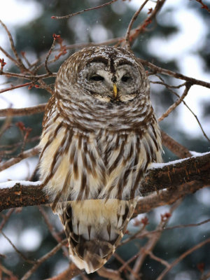 Chouette raye / Strix varia - Barred Owl