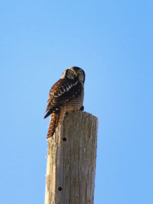 pervire borale / Northern Hawk Owl (American) - Surnia ulula