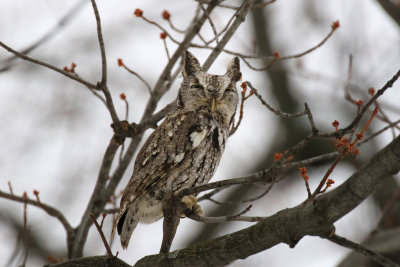 Petit-duc macul / Megascops asio - Eastern Screech Owl