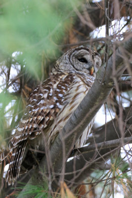 Chouette raye / Strix varia - Barred Owl
