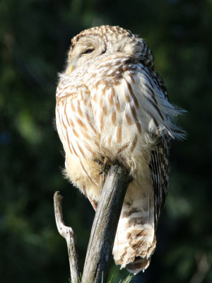 Chouette raye / Strix varia - Barred Owl