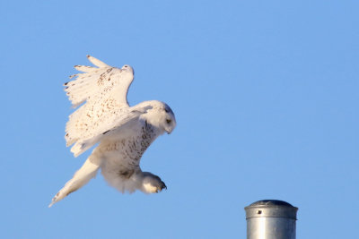 Harfang des neige / Snowy Owl / Bubo scandiacus