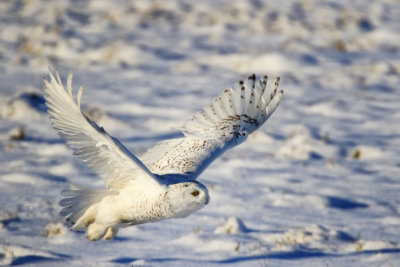 Harfang des neige / Snowy Owl / Bubo scandiacus