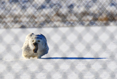 Harfang des neige / Snowy Owl / Bubo scandiacus