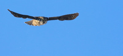 pervire borale / Northern Hawk Owl (American) - Surnia ulula