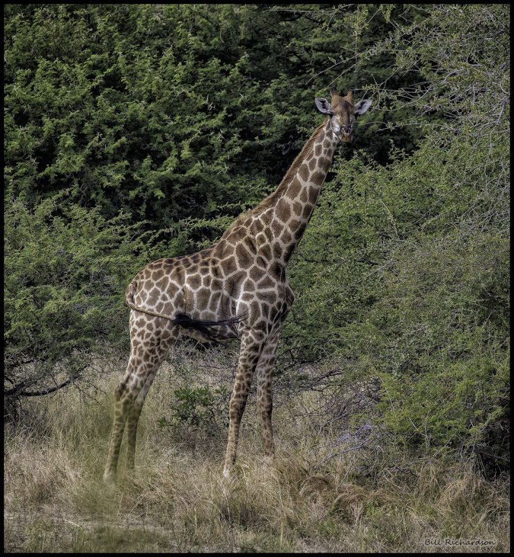 young giraffe.jpg