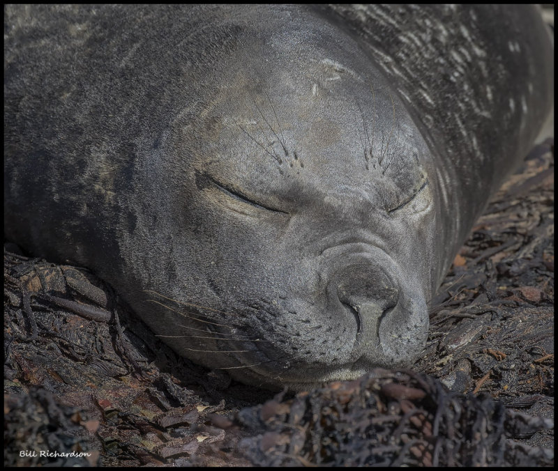 elephant seal female sleeping.jpg