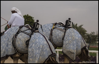 camel racing mechanical jockeys.jpg