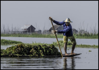 Inle Lake farmer w island material.jpg