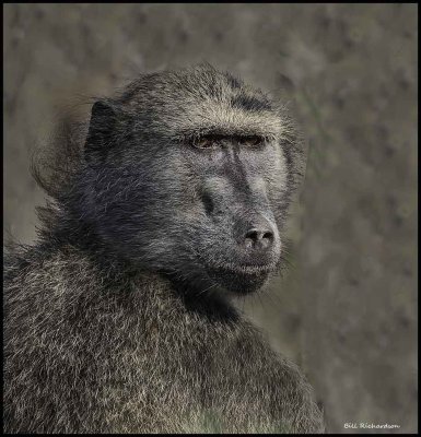 baboon portrait.jpg
