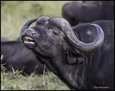 Cape buffalo Flehmening.jpg