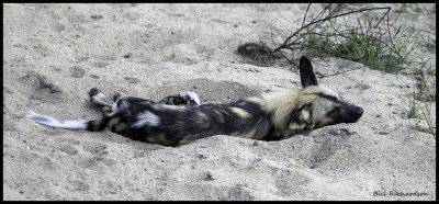 Cape hunting dog napping.jpg