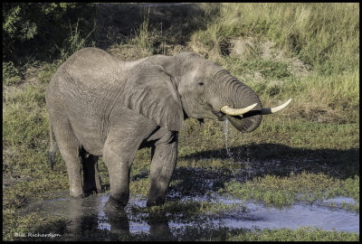 elephant bull drinking.jpg