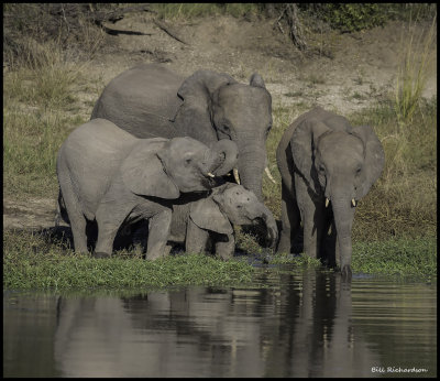 elephant family drinking.jpg