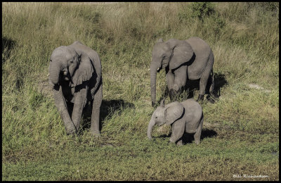 elephant family.jpg