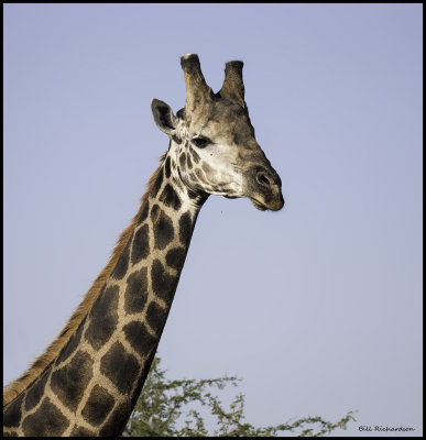 giraffe portrait.jpg