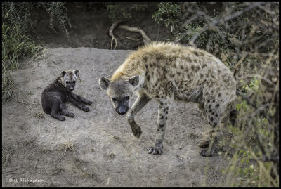 hyena and cub.jpg