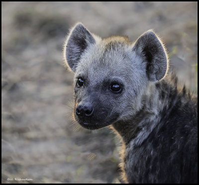 hyena pup backlit.jpg