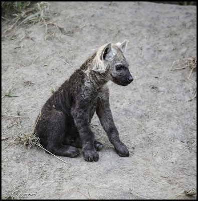 hyena pup.jpg