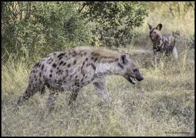 hyena w dog.jpg
