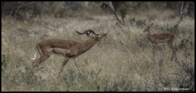 impala buck grunting.jpg