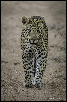 leopard coming toward me.jpg