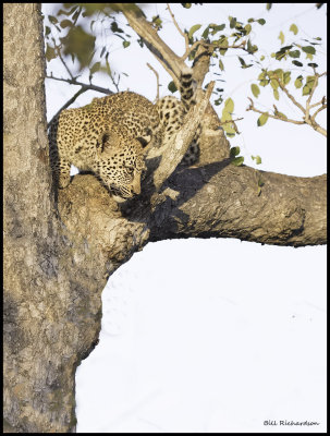 leopard cub climbing down.jpg