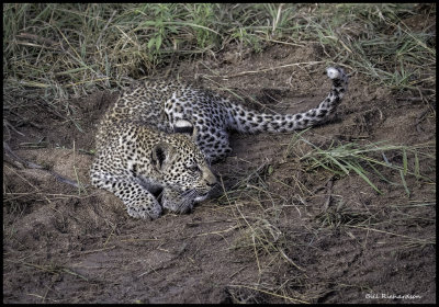 leopard cub laying down.jpg