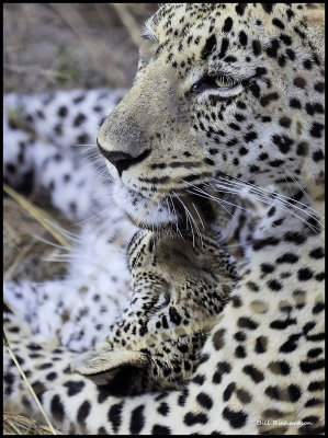 leopard cuddling cub.jpg