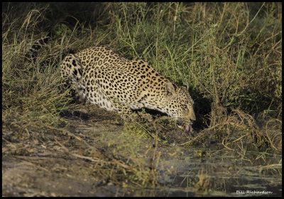 leopard drinking.jpg