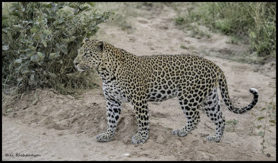leopard full body.jpg