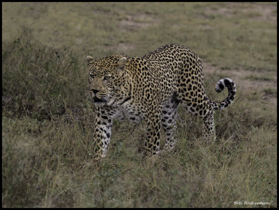 leopard on the hunt.jpg