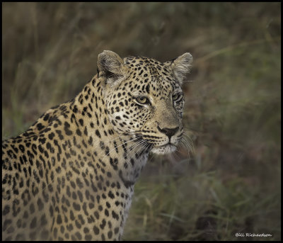 leopard portrait.jpg