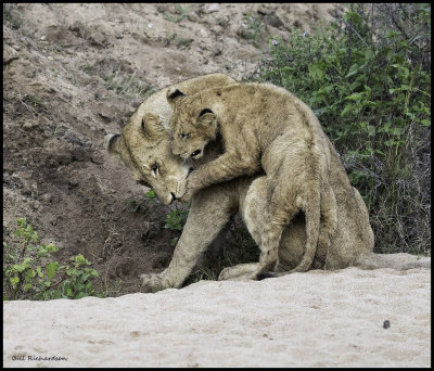 lion cub and mom wrestling.jpg