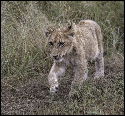 lion cub on the prowl.jpg
