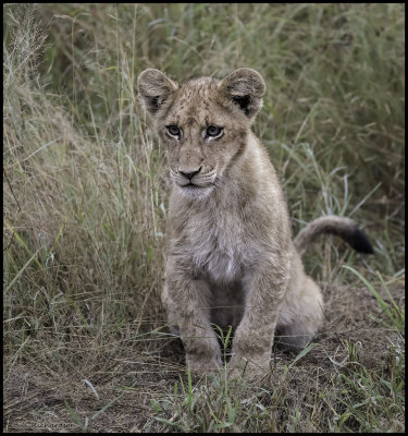 lion cub sitting.jpg