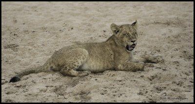 lion cub yawn.jpg