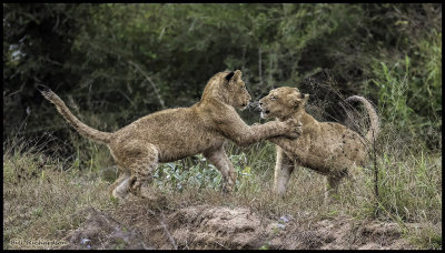 lion cubs wrestling.jpg