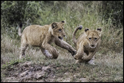 lion cubs wrestling3.jpg