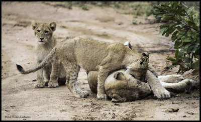 lion family.jpg