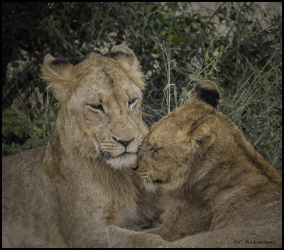 lioness cuddles cub.jpg