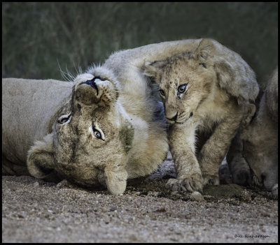 lioness embracing cub.jpg